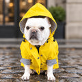 Chien blanc assis portant une veste jaune à capuche, avec doublure et revers de manches rayés.